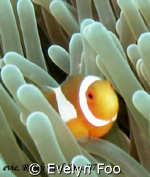 Clown anemone fish by Evelyn Foo 